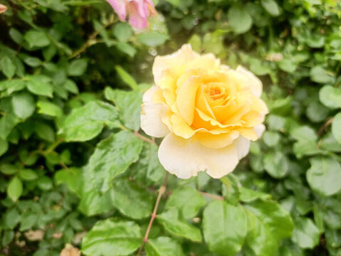 鮮花
