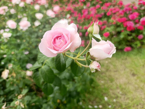 鮮花