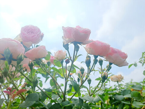 鮮花