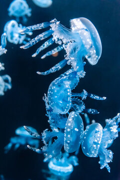 海水中的巴布亞硝水母