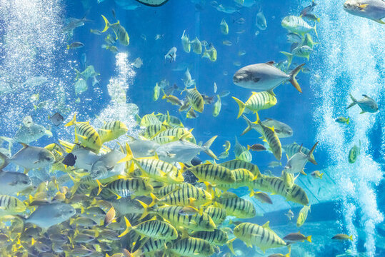 海水中的魚群