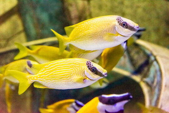 海水中的狐貍魚