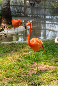 三亞蜈支洲島公園里的火烈鳥