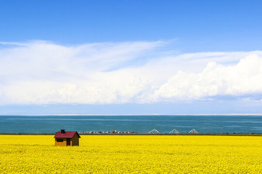 青海湖夏日風(fēng)景