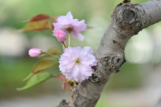 櫻花
