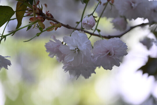 櫻花