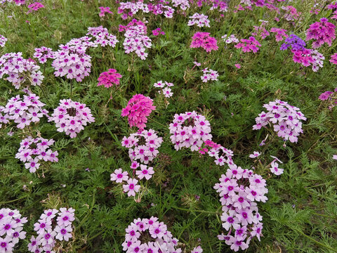公園小花