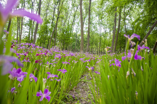 鮮花樹林背景