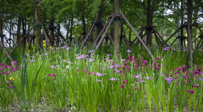 鮮花樹林背景
