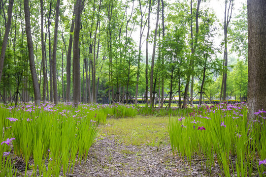 鮮花樹林背景