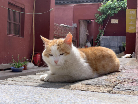 貓貓狗狗