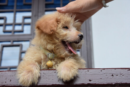 貓貓狗狗
