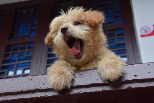 貓貓狗狗