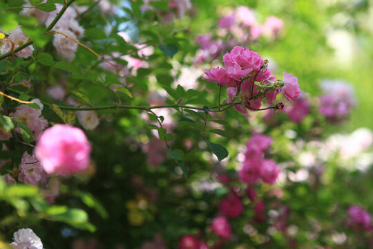 薔薇花
