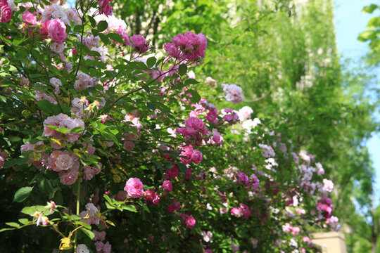 薔薇花