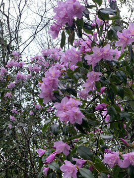 花花草草