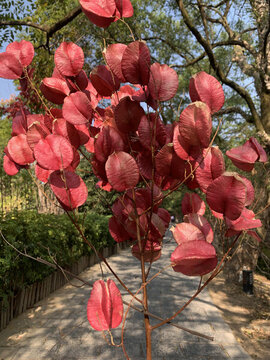 花花草草