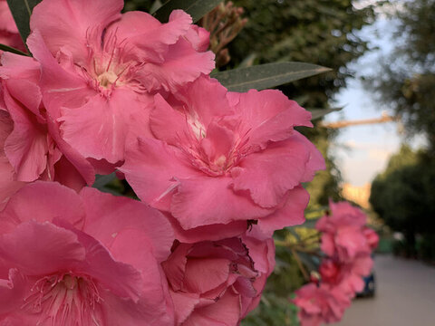 花花草草