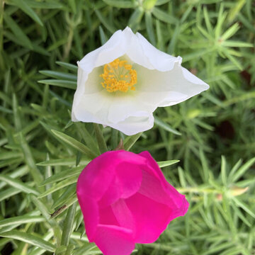 花花草草