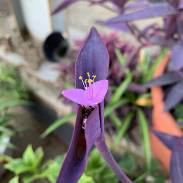 花花草草