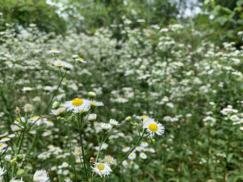 花花草草