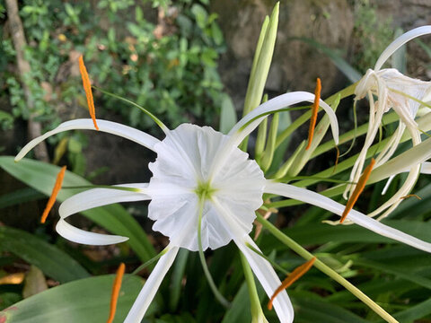花花草草