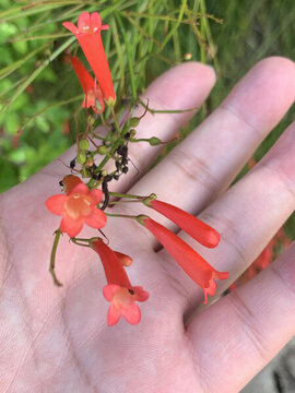 花花草草