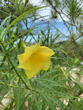 花花草草