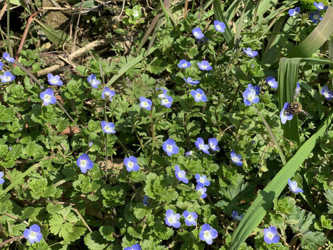 花花草草