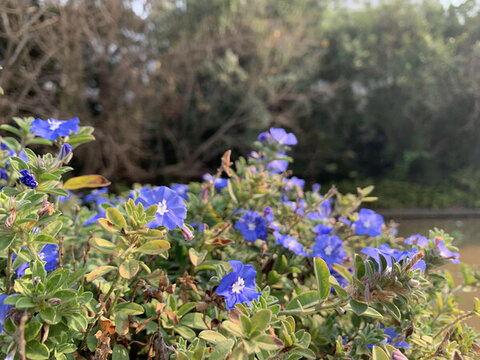 花花草草