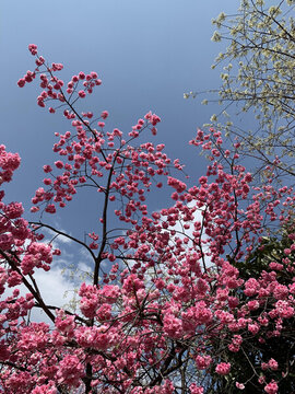 花花草草