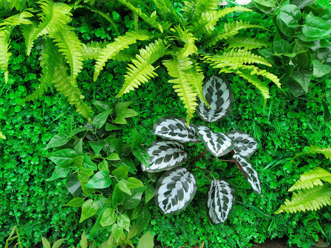 綠植墻