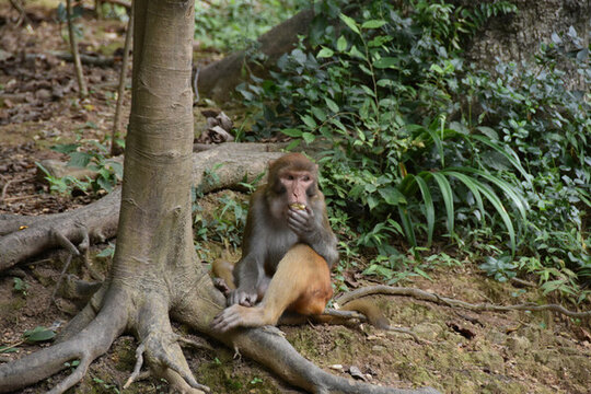 黔靈山獼猴