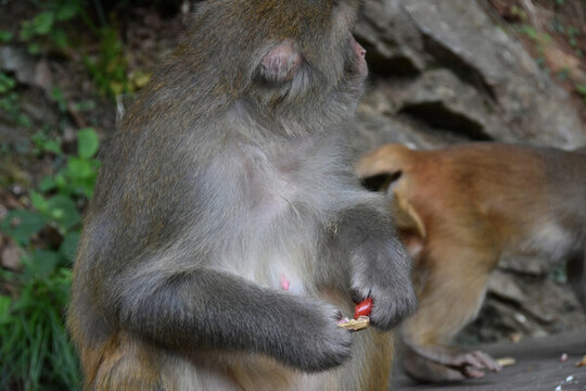黔靈山獼猴