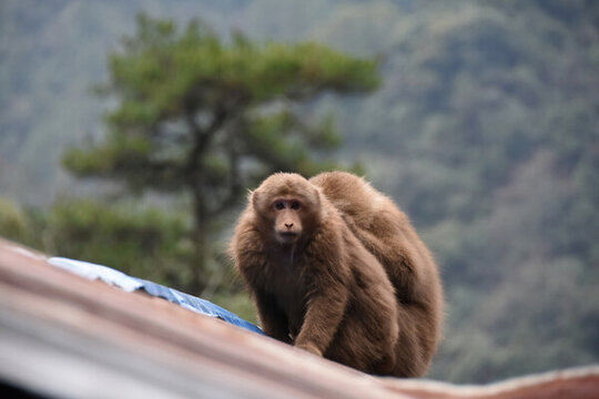 黃山短尾猴