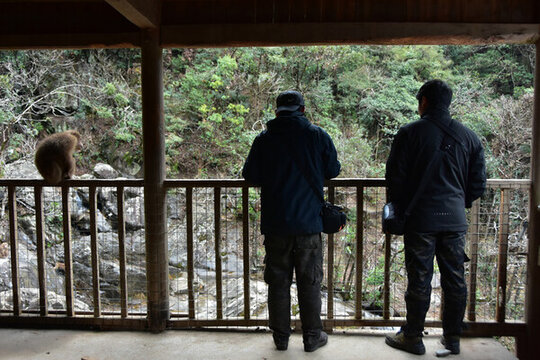 黃山短尾猴