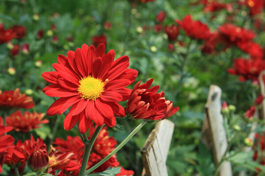 菊花