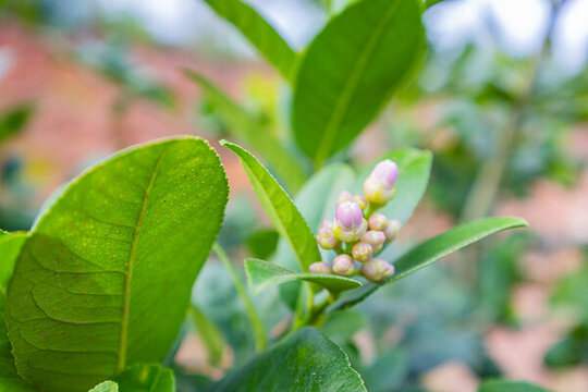 香水檸檬花蕾