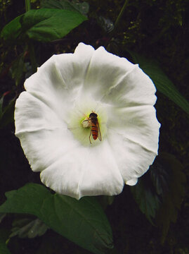花朵蜜蜂