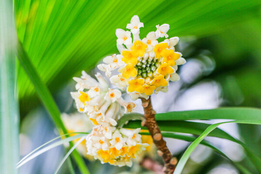 盛開的結(jié)香花