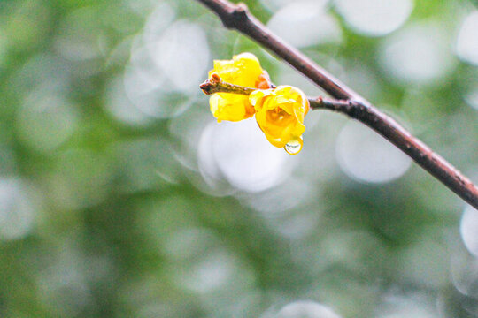 蜡梅花上一滴雨水