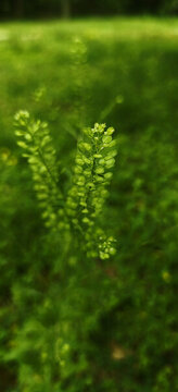 獨(dú)行菜