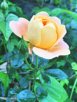 月季薔薇