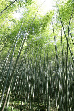 竹子景觀