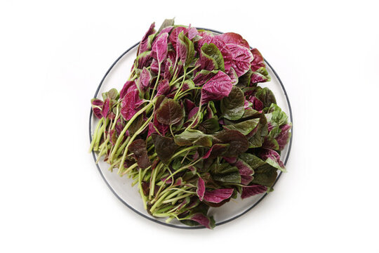 紅莧菜白底圖
