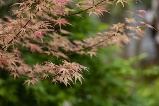 紅楓葉