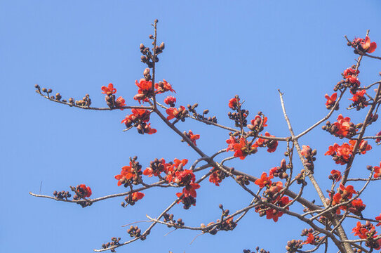 木棉紅花