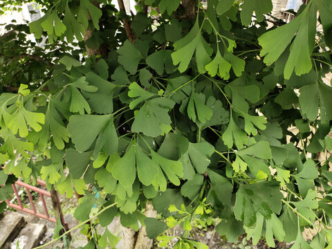 銀杏樹(shù)枝葉特寫(xiě)