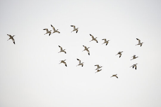 天空鳥群