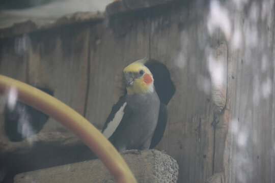 鸚鵡